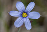 Nash's blue-eyed grass